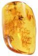 Detailed Fossil Fly (Diptera) In Baltic Amber #58074-2